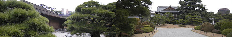 jardin de bonsai3