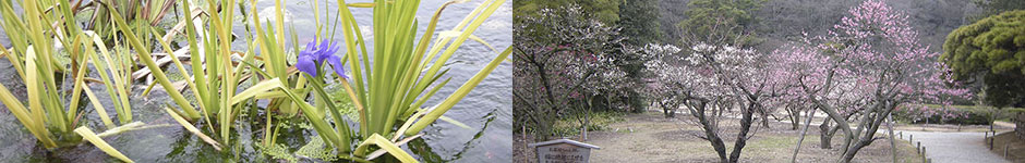 jardin de bonsai