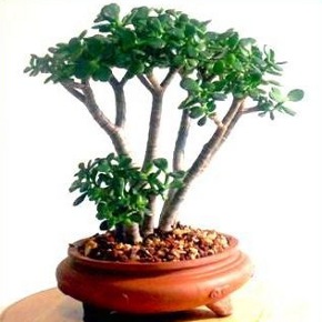 Crassula Portulacea