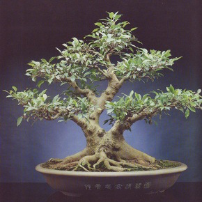 ficus retusa