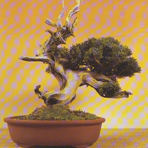 Juniperus